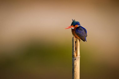 Ahşap direkte Malachite Kingfisher aşağı bakıyor.