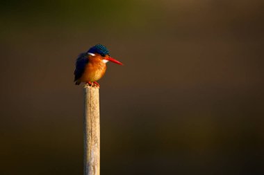 Ahşap direkte Malachite Kingfisher dik dik bakıyor.