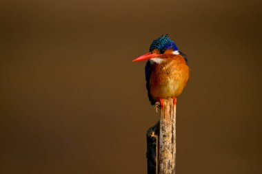 Ahşap direkte başı dönen Malachite Kingfisher