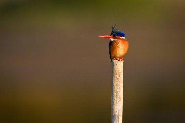 Ahşap direkte Malachite Kingfisher başını çeviriyor