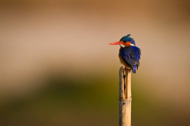 Malachite Kingfisher tahtada sola dönüyor.