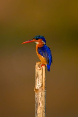 Ahşap direkte Malachite Kingfisher profili