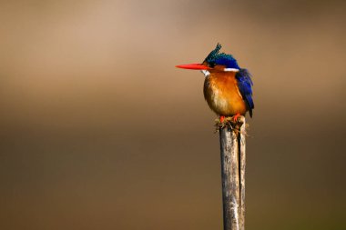 Ahşap direkte gagasını kaldıran Malachite Kingfisher.