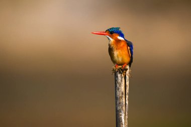 Ahşap direkte Malachite Kingfisher sola dönüyor