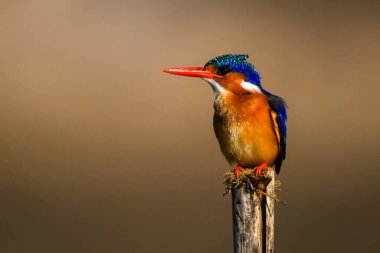 Malachite Kingfisher tahta direkte sola dönüyor.