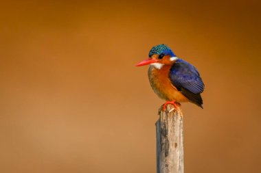 Ahşap direkteki Malachite Kingfisher kamerayı izliyor
