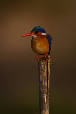 Ahşap direkte fenerli Malachite Kingfisher