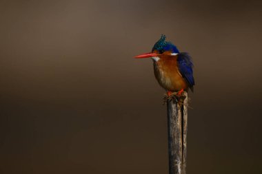 Malachite Kingfisher tahta direkte kamera izliyor.