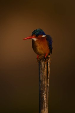 Malachite Kingfisher soldaki yıpranmış yüzlerde