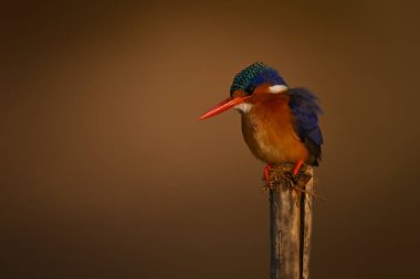Malachite Kingfisher yıpranmış vaziyette aşağıya bakıyor.