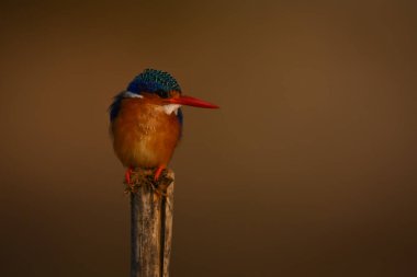 Malachite Kingfisher 'ın yıpranmış direklerde başı dönüyor.