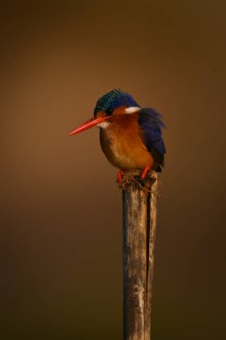 Malachite Kingfisher, fenerle yıpranmış direkte