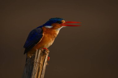 Malachite Kingfisher çatlamış direkte gaga açıyor.