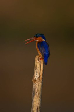 Malachite Kingfisher kesme noktasında gaga açıyor