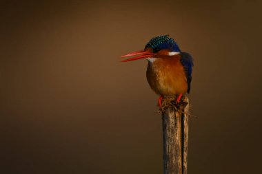 Malachite Kingfisher bambu direğinde fatura açıyor.