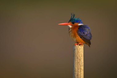 Malachite Kingfisher kambur bir vaziyette nöbet tutuyor.