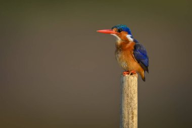 Malachite Kingfisher boynunu uzatarak direğin üzerinde duruyor.