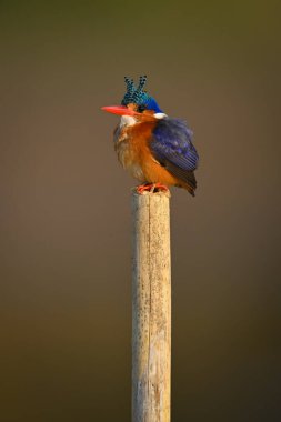 Malachite Kingfisher kambur boynunda duruyor.