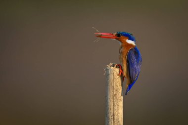 Malachite Kingfisher, elinde böcekle nöbet tutuyor.