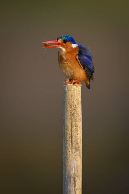 Malachite Kingfisher av taşıyarak kalede duruyor.