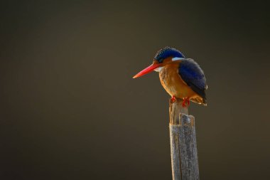 Malachite Kingfisher direğin arkasına bakıyor.