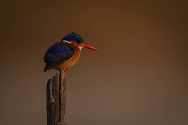 Malachite Kingfisher işaret direğinden aşağı bakıyor.