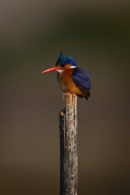 Malachite Kingfisher ahşap direkten aşağı bakıyor