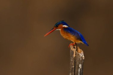 Malachite Kingfisher ahşap direkten aşağı bakıyor
