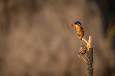 Malachite Kingfisher işaret direğinden bakıyor