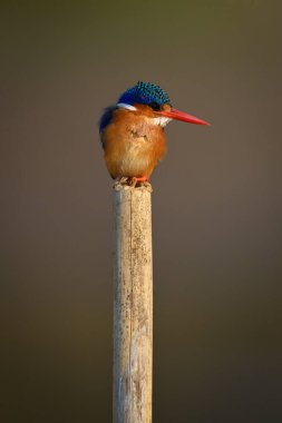 Malachite Kingfisher ahşap direğe bakıyor.
