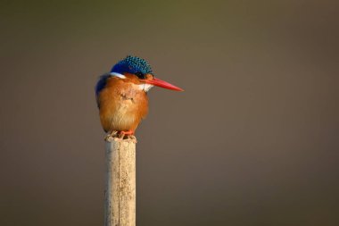 Malachite Kingfisher bambu direğine bakıyor.