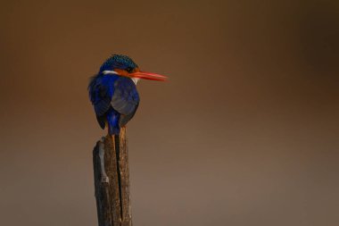 Malachite Kingfisher dik dik bakıyor.