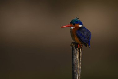 Malachite Kingfisher çatlamış direkten önümüze bakıyor.