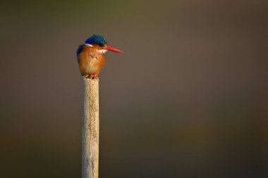 Malachite Kingfisher bölünmüş direkten aşağı bakıyor.