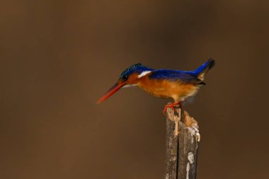 Malachite Kingfisher ahşap direkten aşağı bakıyor