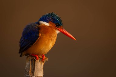 Malachite Kingfisher yıpranmış direkten aşağı bakıyor.