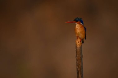 Malachite Kingfisher bambu direğinde sola bakıyor.