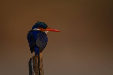 Malachite Kingfisher Direğin üstünden bakıyor