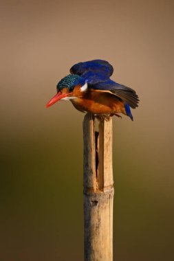 Malachite Kingfisher tahta direkten havalanıyor.