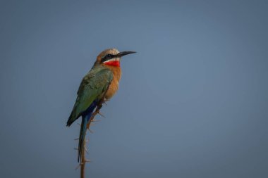 Dikenli dalda beyaz önlü arı yiyici profili
