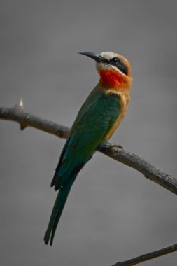 Ölü daldaki beyaz önlü arı yiyici başını çevirir.