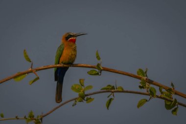 Beyaz önlü, kıvrık dallı, fenerli arı yiyici.