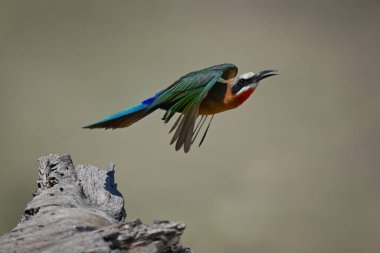 Beyaz önlü arı yiyici kuru kütükten havalanır.