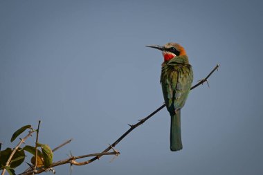 Beyaz önlü arı yiyici dikenli dalda dönüyor.