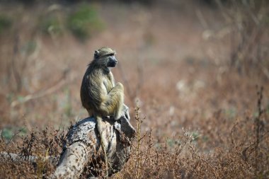 Sarı babun çalılıklarda kütüğün üzerinde oturur.