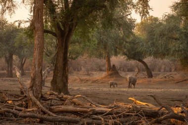 Afrika fili ve buzağı ormanda otlar.