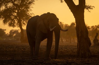 Afrika fili şafakta ağacın yanında duruyor.