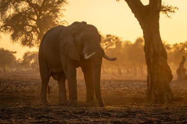 Afrika fili gün doğumunda ağacın yanında duruyor.