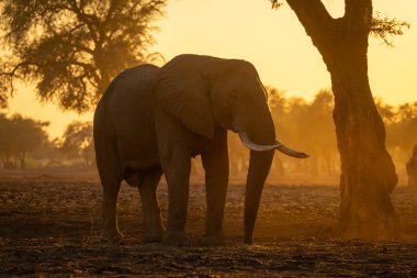 Afrika fili şafakta ağacın yanında duruyor.