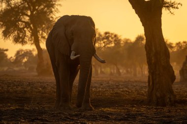 Afrika fili şafakta kameraya bakıyor.